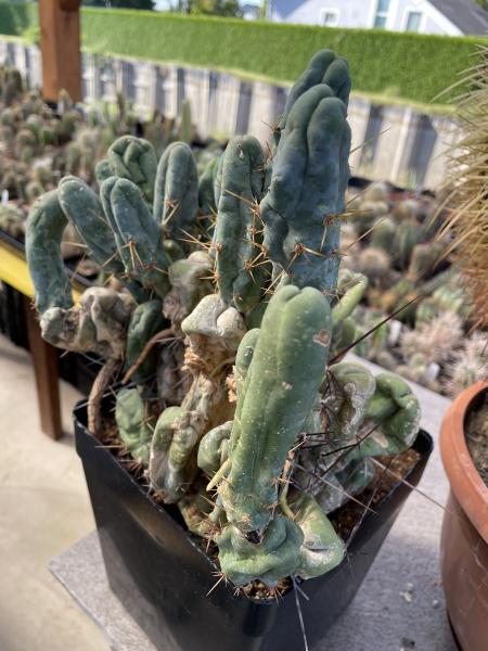 Trichocereus bridgesii monstrosus